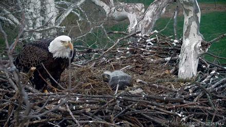 PA Farm Country Eagles Live Cams - Apr 3, 2026, 7:28pm EDT
