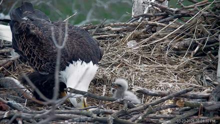 PA Farm Country Eagles Live Cams - Mar 23, 2026, 2:25pm EDT