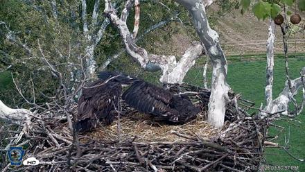 PA Farm Country Eagles Live Cams - May 11, 2026, 3:51pm EDT