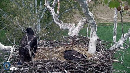 PA Farm Country Eagles Live Cams - May 11, 2026, 1:08pm EDT