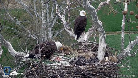 PA Farm Country Eagles Live Cams - Apr 22, 2026, 8:22am EDT