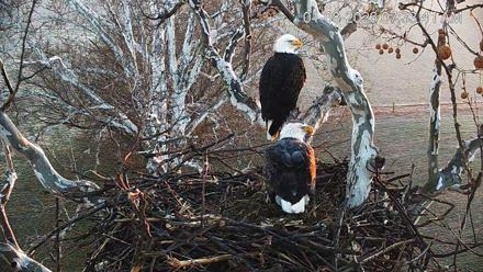 PA Farm Country Eagles Live Cams - Jan 8, 2026, 7:34am EST