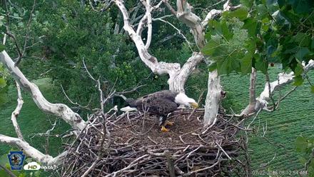 PA Farm Country Eagles Live Cams - Jul 22, 2026, 6:14am EDT