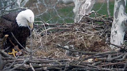 PA Farm Country Eagles Live Cams - Mar 25, 2026, 12:00pm EDT
