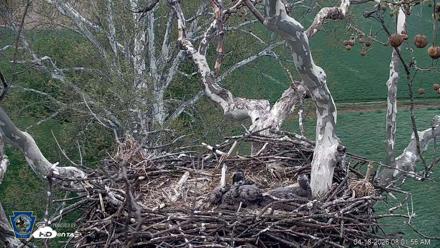 PA Farm Country Eagles Live Cams - Apr 18, 2026, 8:02am EDT