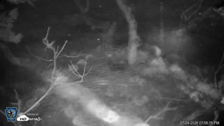 PA Farm Country Eagles Live Cams - Jul 4, 2026, 7:57pm EDT