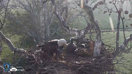 PA Farm Country Eagles Live Cams - Apr 16, 2026, 8:02am EDT