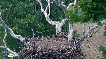 PA Farm Country Eagles Live Cams - Jun 26, 2026, 9:00am EDT