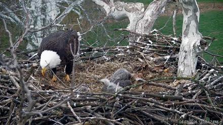 PA Farm Country Eagles Live Cams - Apr 3, 2026, 12:01pm EDT