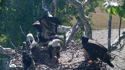 PA Farm Country Eagles Live Cams - Jun 1, 2026, 9:33am EDT