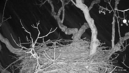 PA Farm Country Eagles Live Cams - Jan 25, 2026, 5:16am EST