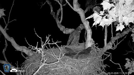 PA Farm Country Eagles Live Cams - Jun 3, 2026, 11:16pm EDT