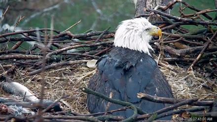 PA Farm Country Eagles Live Cams - Mar 23, 2026, 7:44am EDT