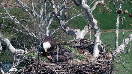 PA Farm Country Eagles Live Cams - Apr 21, 2026, 2:39pm EDT