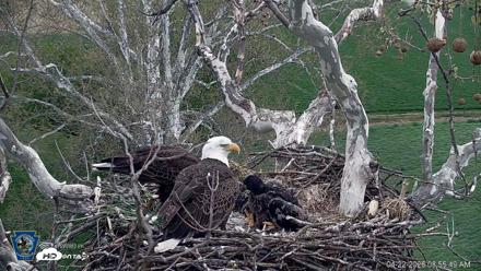 PA Farm Country Eagles Live Cams - Apr 22, 2026, 8:56am EDT