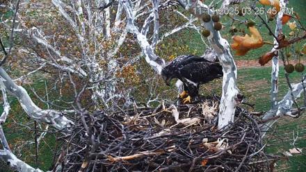 PA Farm Country Eagles Live Cams - Nov 11, 2025, 3:27pm EST