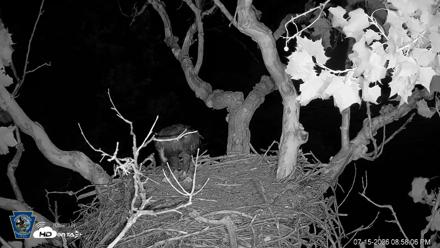 PA Farm Country Eagles Live Cams - Jul 15, 2026, 9:00pm EDT