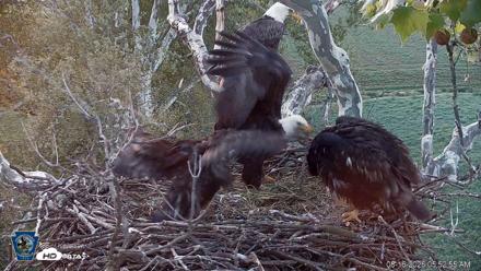 PA Farm Country Eagles Live Cams - May 16, 2026, 5:54am EDT