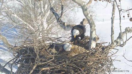 PA Farm Country Eagles Live Cams - Feb 7, 2026, 2:59pm EST