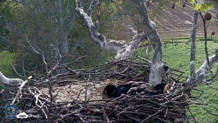 PA Farm Country Eagles Live Cams - May 7, 2026, 8:46am EDT