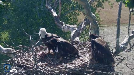 PA Farm Country Eagles Live Cams - May 30, 2026, 9:38am EDT