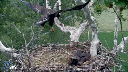 PA Farm Country Eagles Live Cams - May 22, 2026, 11:53am EDT
