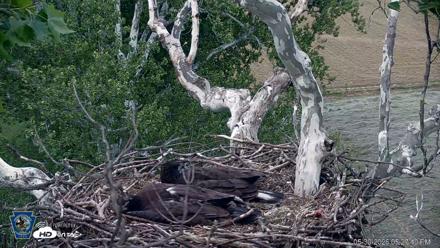 PA Farm Country Eagles Live Cams - May 30, 2026, 5:28pm EDT