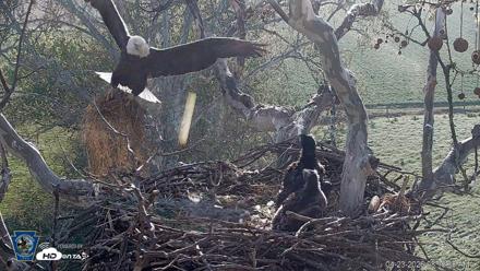 PA Farm Country Eagles Live Cams - Apr 23, 2026, 8:19am EDT