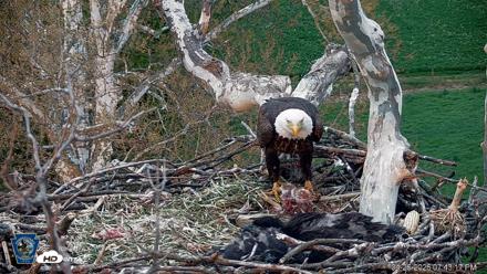 PA Farm Country Eagles Live Cams - Apr 26, 2026, 7:44pm EDT