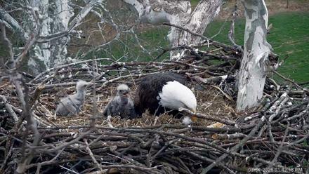 PA Farm Country Eagles Live Cams - Mar 31, 2026, 1:43pm EDT