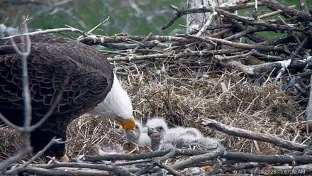 PA Farm Country Eagles Live Cams - Mar 30, 2026, 11:58am EDT