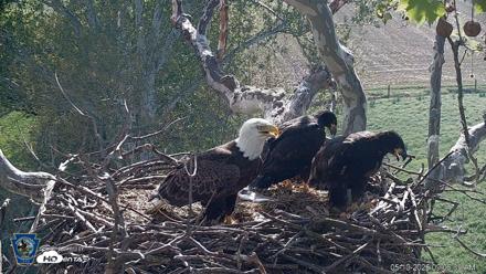PA Farm Country Eagles Live Cams - May 10, 2026, 9:07am EDT