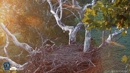 PA Farm Country Eagles Live Cams - Jul 23, 2026, 6:08am EDT