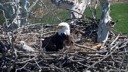 PA Farm Country Eagles Live Cams - Apr 1, 2026, 12:14pm EDT