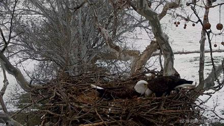 PA Farm Country Eagles Live Cams - Feb 19, 2026, 10:58am EST