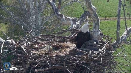 PA Farm Country Eagles Live Cams - Apr 14, 2026, 9:35am EDT