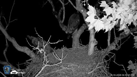 PA Farm Country Eagles Live Cams - Jun 30, 2026, 9:32pm EDT