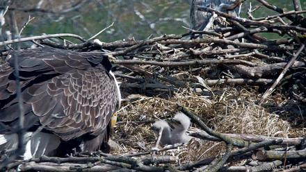 PA Farm Country Eagles Live Cams - Mar 20, 2026, 1:33pm EDT