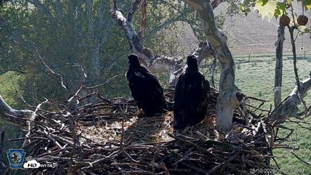 PA Farm Country Eagles Live Cams - May 10, 2026, 8:22am EDT