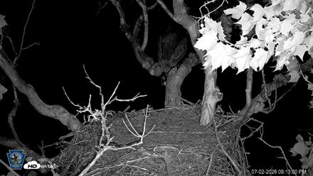 PA Farm Country Eagles Live Cams - Jul 2, 2026, 9:14pm EDT