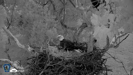 PA Farm Country Eagles Live Cams - Aug 28, 2026, 6:34am EDT