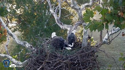 PA Farm Country Eagles Live Cams - Sep 15, 2026, 7:05am EDT