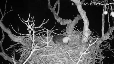 PA Farm Country Eagles Live Cams - Dec 30, 2025, 12:03am EST
