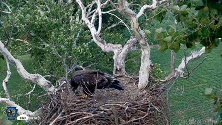 PA Farm Country Eagles Live Cams - Jul 15, 2026, 6:14pm EDT