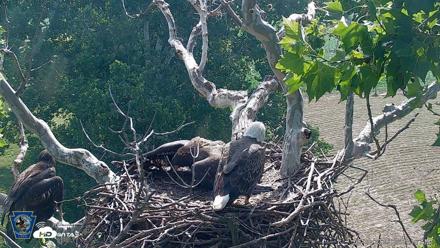 PA Farm Country Eagles Live Cams - Jun 29, 2026, 9:52am EDT