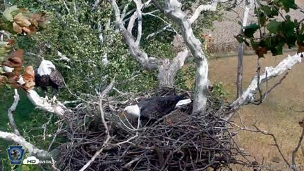 PA Farm Country Eagles Live Cams - Oct 12, 2026, 3:22pm EDT