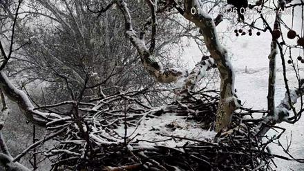 PA Farm Country Eagles Live Cams - Jan 17, 2026, 8:56am EST