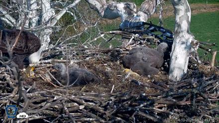 PA Farm Country Eagles Live Cams - Apr 10, 2026, 4:34pm EDT