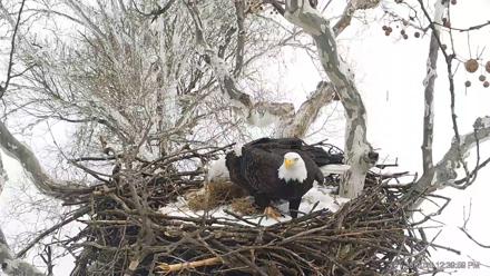 PA Farm Country Eagles Live Cams - Jan 26, 2026, 12:40pm EST