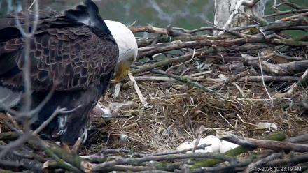 PA Farm Country Eagles Live Cams - Mar 16, 2026, 10:24am EDT